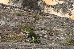 IMG_0271