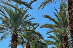 Palm-Trees